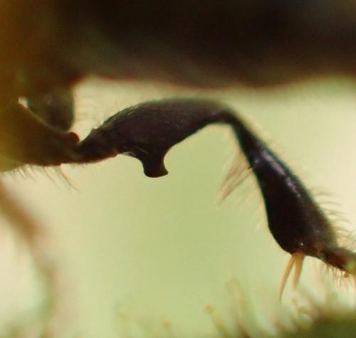 Réf. 263 972 : Panurgus calcaratus